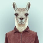 wonderllama Avatar